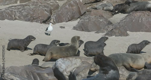 huge colony of brown fur seal in Cape Cross, Namibia safari wildlife photo