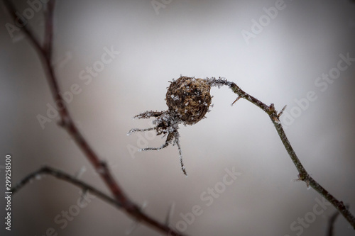 Russian Winter