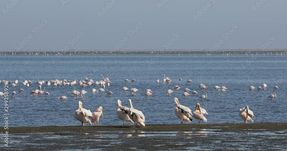 pelican colony in Walvis bay, Namibia wildlife pelican colony in Walvis bay, Namibia wildlife