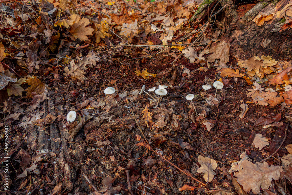 Group of small white mushrooms is surrounded by fallen yellow and red leaves. Mushroom in autumn forest. Close-up image of harvest gathering of edible fungus or danger poisonous ones Group of small white mushrooms is surrounded by fallen yellow and red leaves. Mushroom in autumn forest. Close-up image of harvest gathering of edible fungus or danger poisonous ones