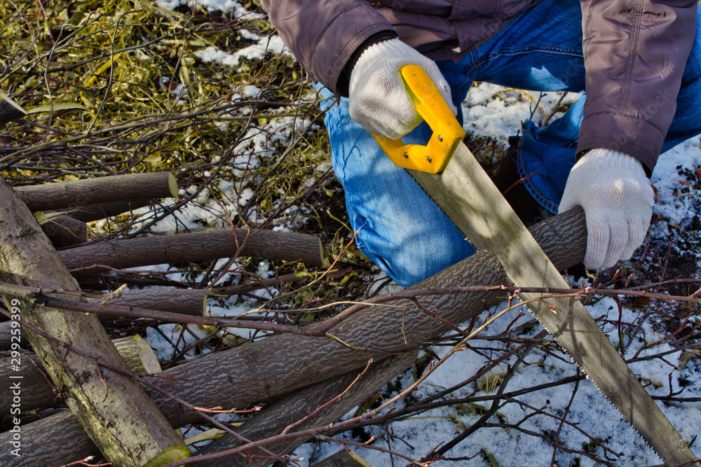 Obraz premium a man saws the tree with a hacksaw . man in gloves sawsold old trees in the garden