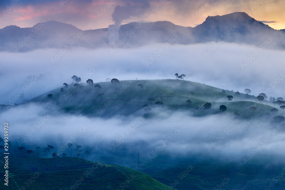 Beautiful scenery of tea plantation with mist in the morning, South Bandung, Indonesia