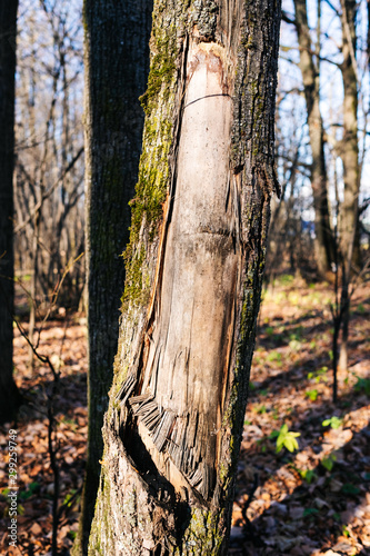 texture of an old tree in a forest on the ground