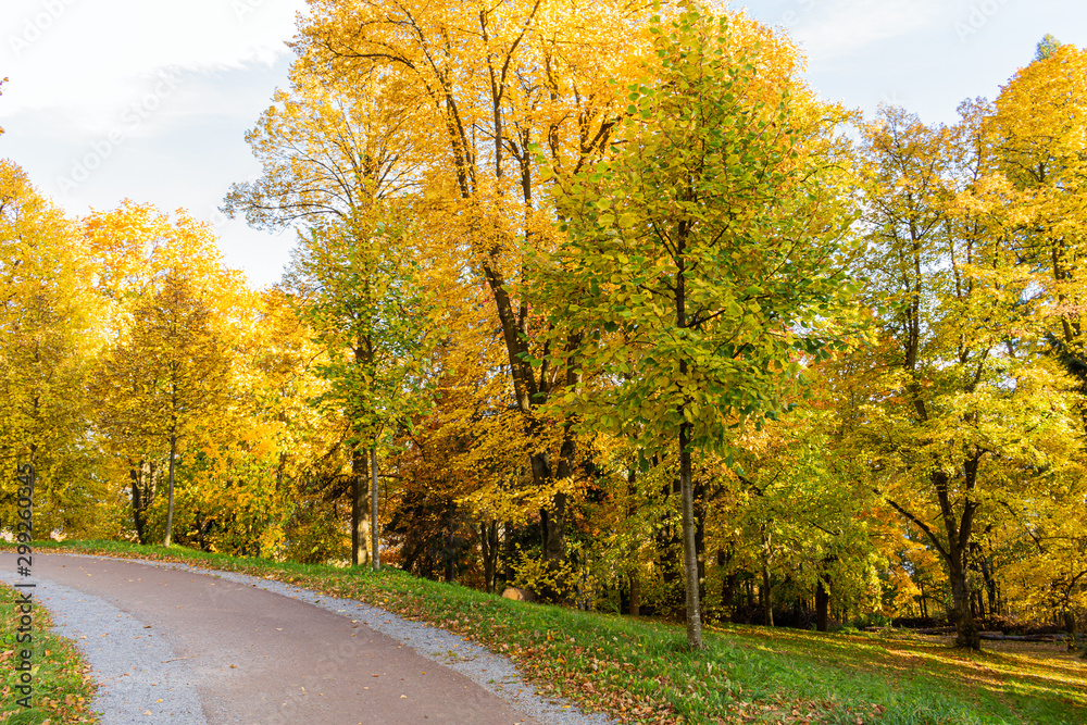 Obraz premium Autumn forest scenery with road of fall leaves & warm light illumining the gold foliage. Footpath in scene autumn forest nature. Vivid october day in colorful forest, maple autumn trees road fall way