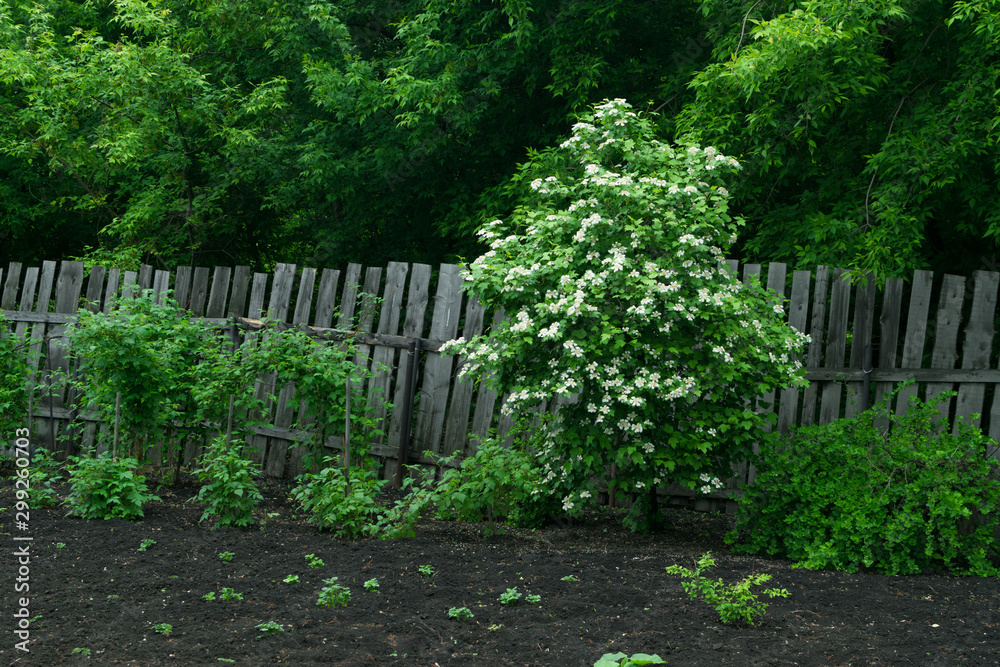 Beautiful blooming viburnum tree in spring garden Beautiful blooming viburnum tree in spring garden