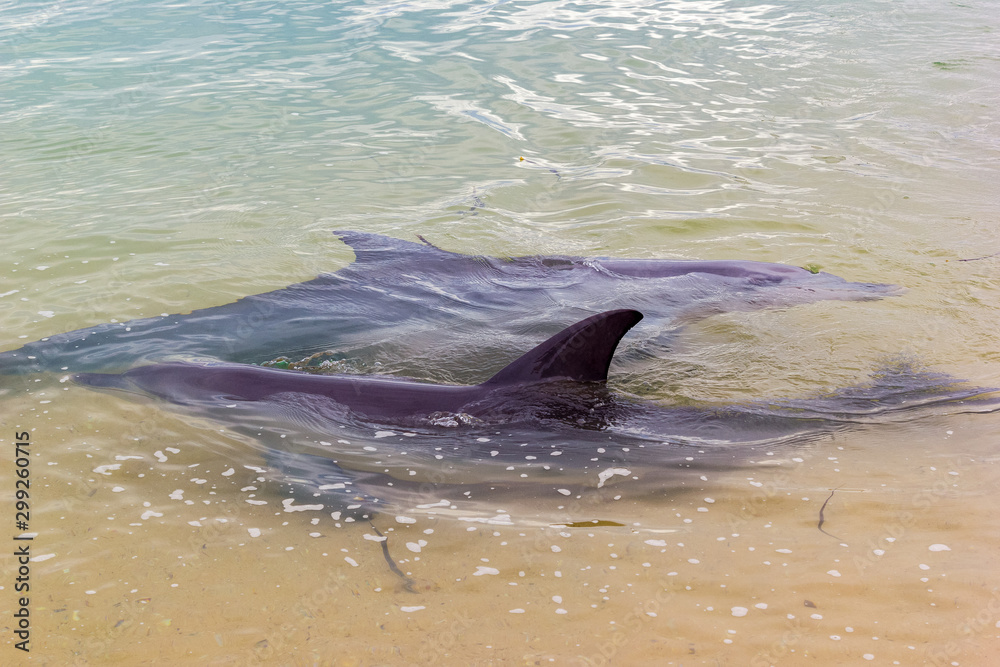 Obraz premium wild dolphins near the shore in Australia Monkey Mia beach, Shark Bay, Australia