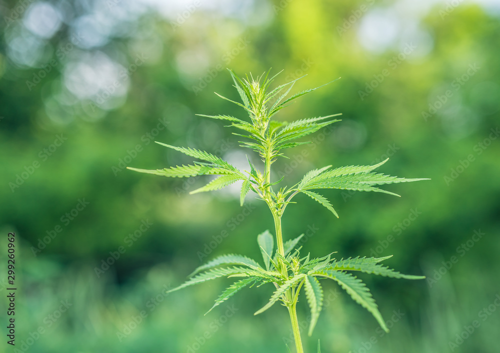 Cannabis leaf, medical marijuana. Cannabis flowers and seeds in green field with back light. Marijuana plant leaves growing high. Cannabis leaf, medical marijuana. Cannabis flowers and seeds in green field with back light. Marijuana plant leaves growing high.