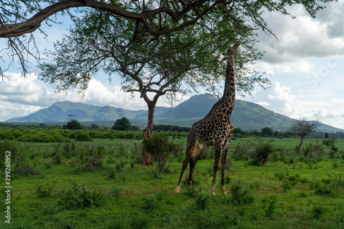 Photography giraffe on safari