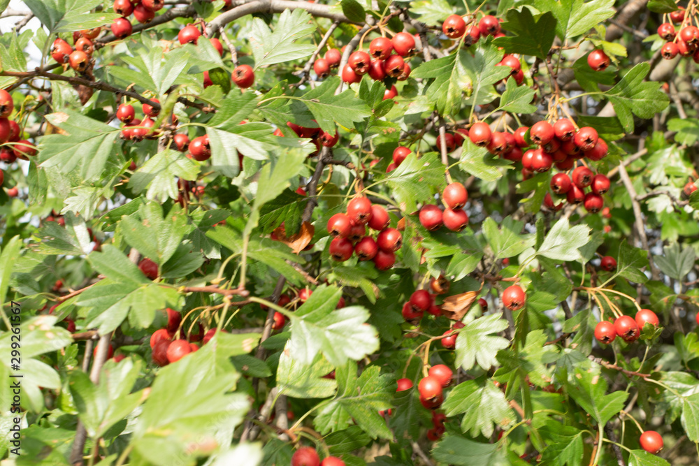 Crataegus monogyna, hawthorn, quickthorn, thornapple, whitethorn or hawberry