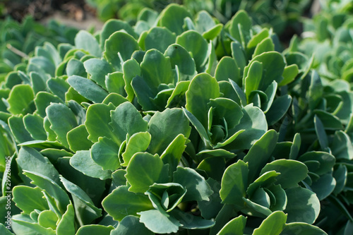 Photos Sedum telephium, Crassulaceae or stonecrop close up