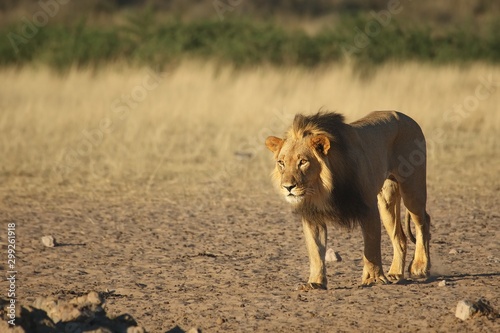 The huge lion male (Panthera leo) with black mane walking on dry sand of Kalahari desert in morning sun.