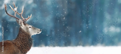 Canvas Print Noble deer male in winter snow forest