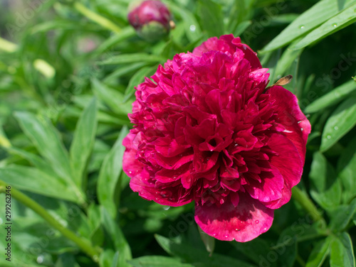 Beautiful red peony or paeony with buds and leaves