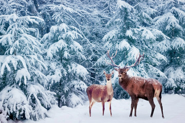 Beautiful Deer male  with big horns and deer female in the winter snowy forest. Christmas wonderland.