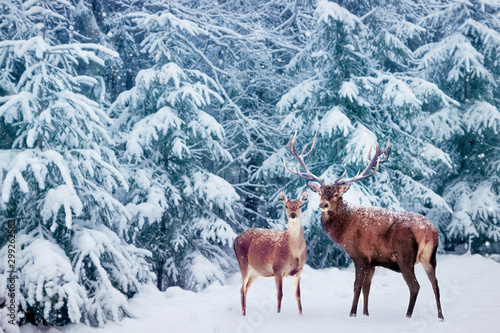Obraz na plátně Beautiful Deer male  with big horns and deer female in the winter snowy forest