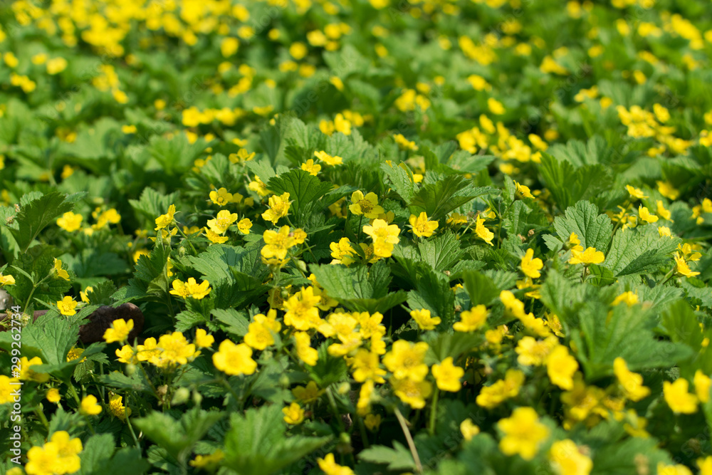 Obraz premium Many yellow flowers of waldsteinia or flowering barren strawberries