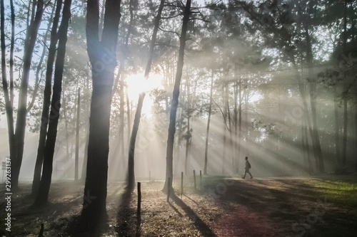 view morning of a man walking under Pine forest around with soft fog with bright sun rays background  Thung Salang Luang  Khao Kho  Phetchabun  Thailand.