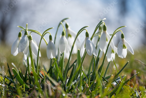 group of snowdrop flowers in the morning light