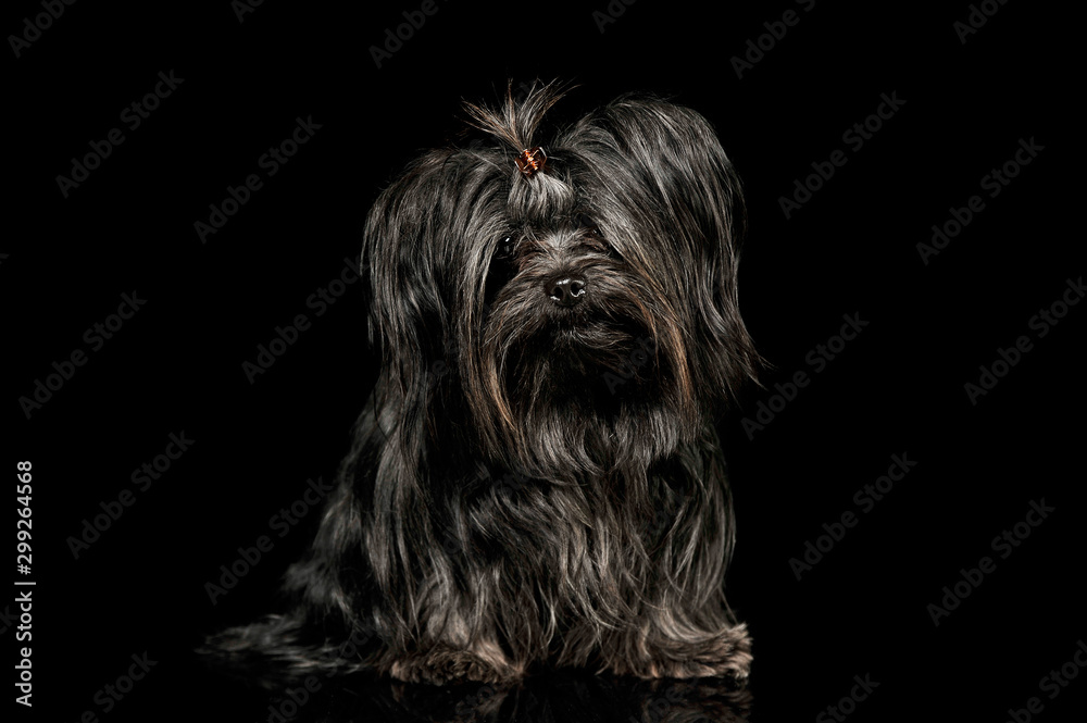 Studio shot of an adorable Shih-Tzu