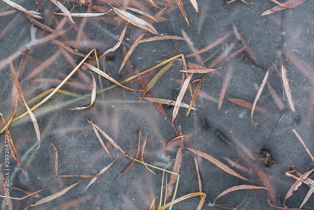 Natural texture of frozen leaves and grass in ice. The first thin autumn ice. Grass is visible under the ice.