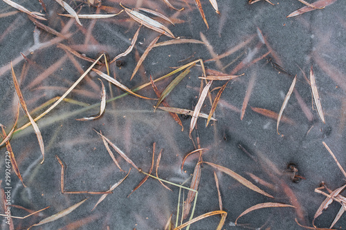 Natural texture of frozen leaves and grass in ice. The first thin autumn ice. Grass is visible under the ice. © Vladimir Kazakov