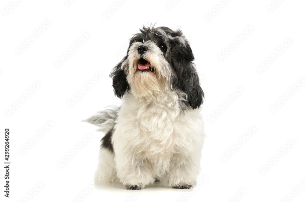 Studio shot of an adorable havanese Studio shot of an adorable havanese