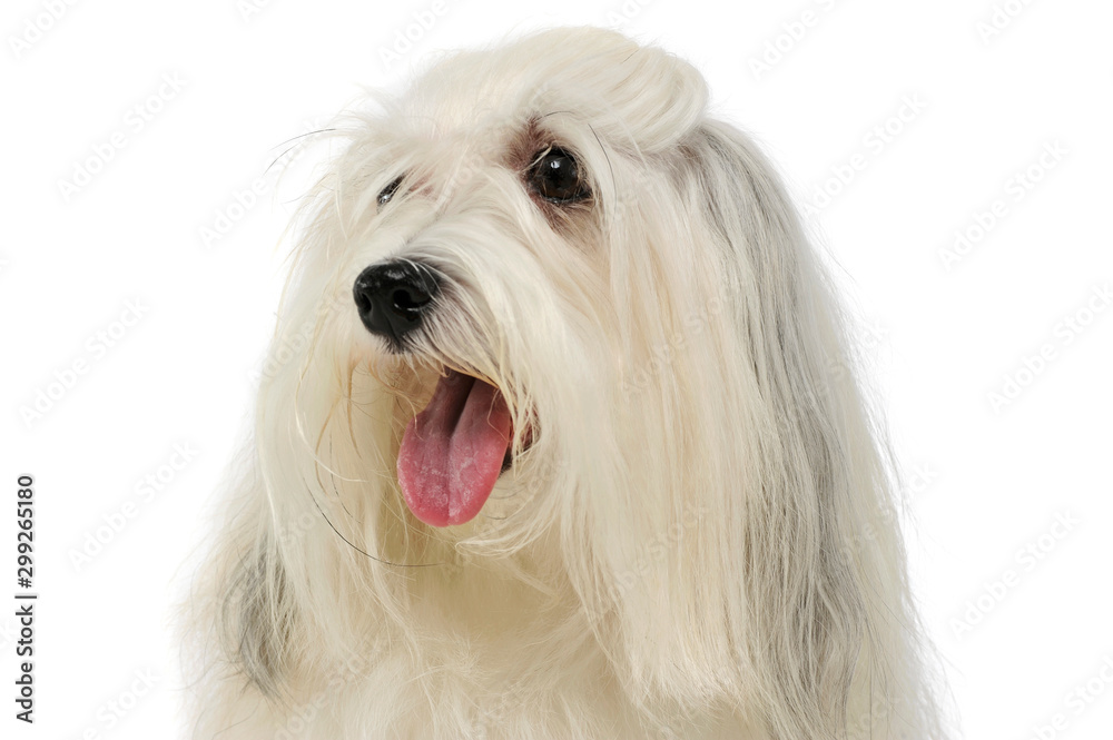 Portrait of an adorable Maltese Portrait of an adorable Maltese