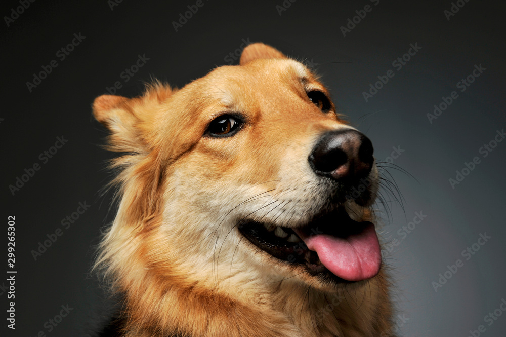 Portrait of an adorable shepherd dog