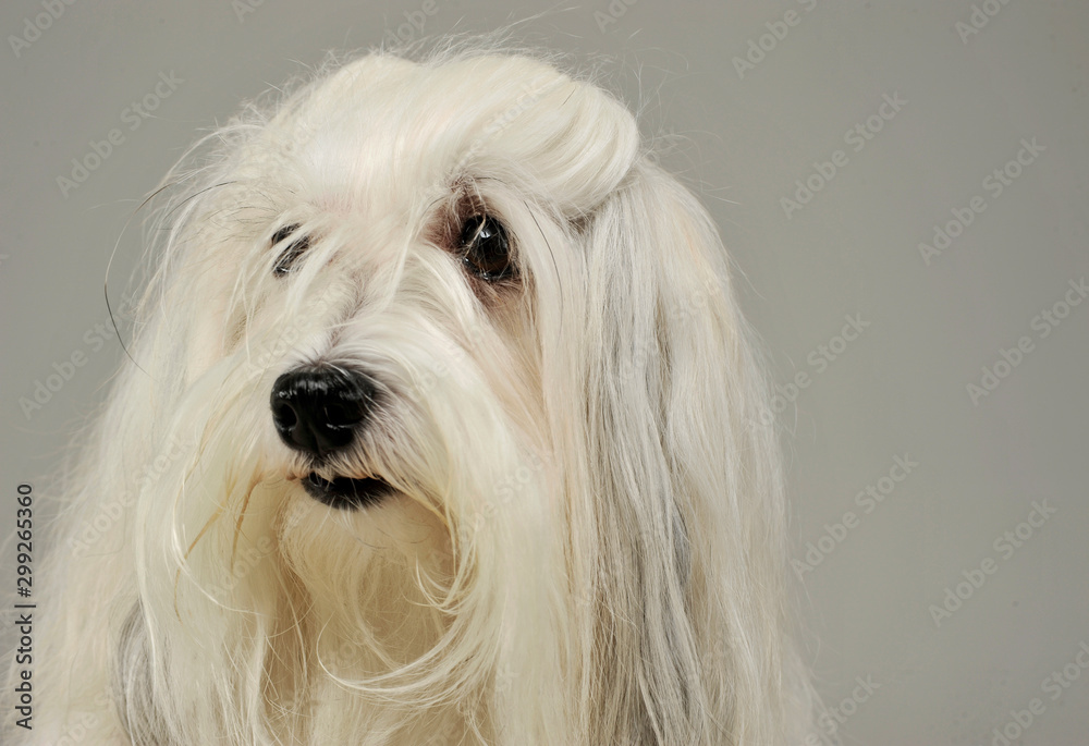Portrait of an adorable Maltese Portrait of an adorable Maltese