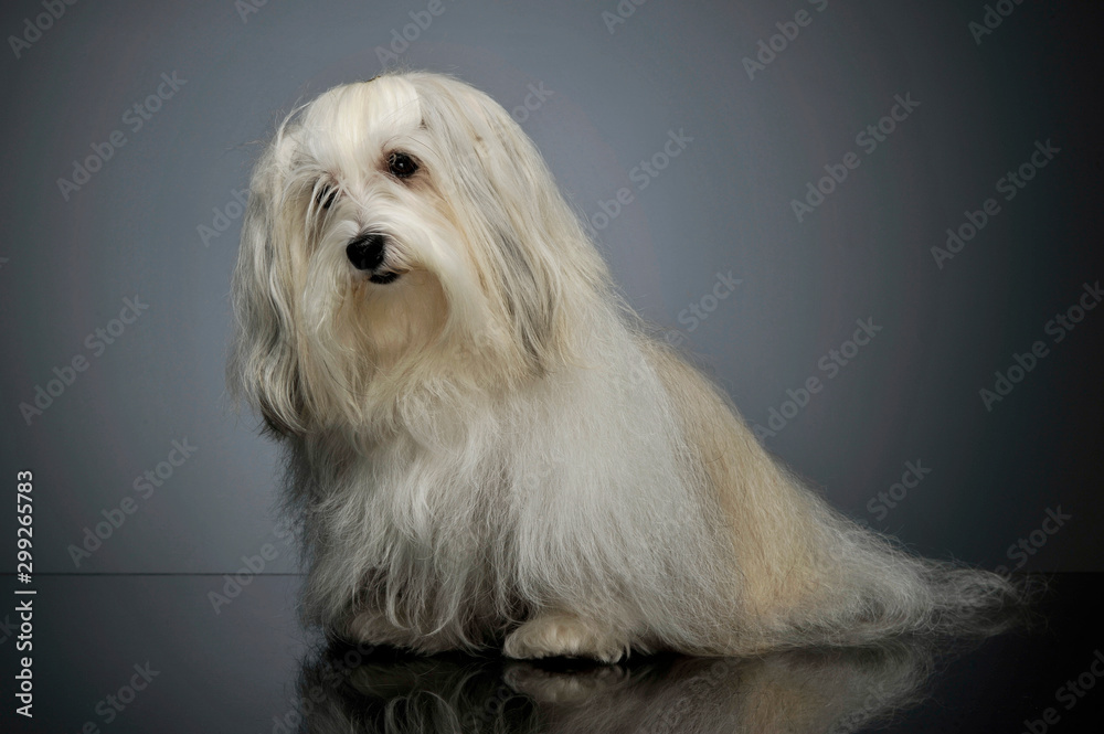 Studio shot of an adorable Maltese Studio shot of an adorable Maltese