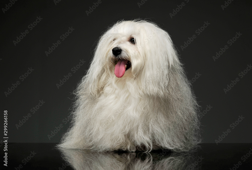 Studio shot of an adorable Maltese Studio shot of an adorable Maltese