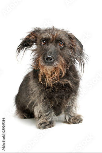 Studio shot of an adorable Dachshund