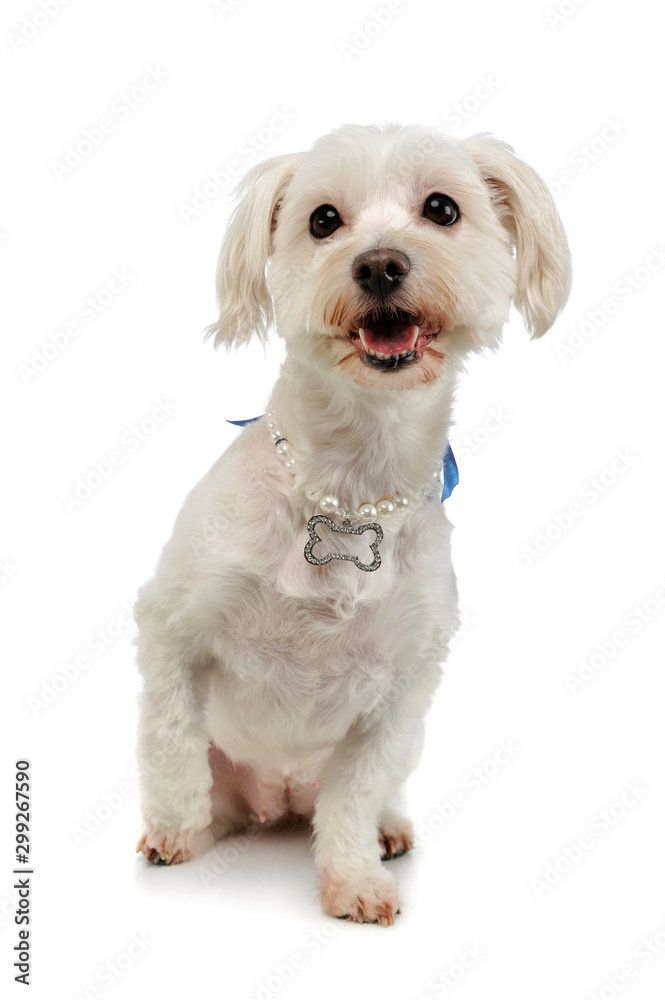 Studio shot of an adorable mixed breed dog Studio shot of an adorable mixed breed dog