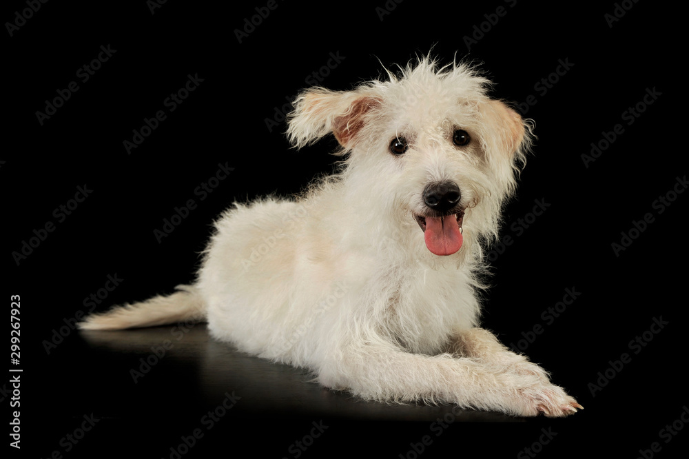 Studio shot of an adorable mixed breed dog Studio shot of an adorable mixed breed dog