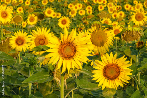 Patern of sunflowers growing in the fields