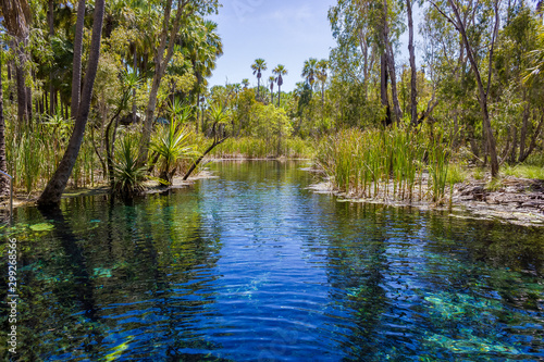 mataranka hot springs in waterhouse river, mataranka, northern territory, australia,