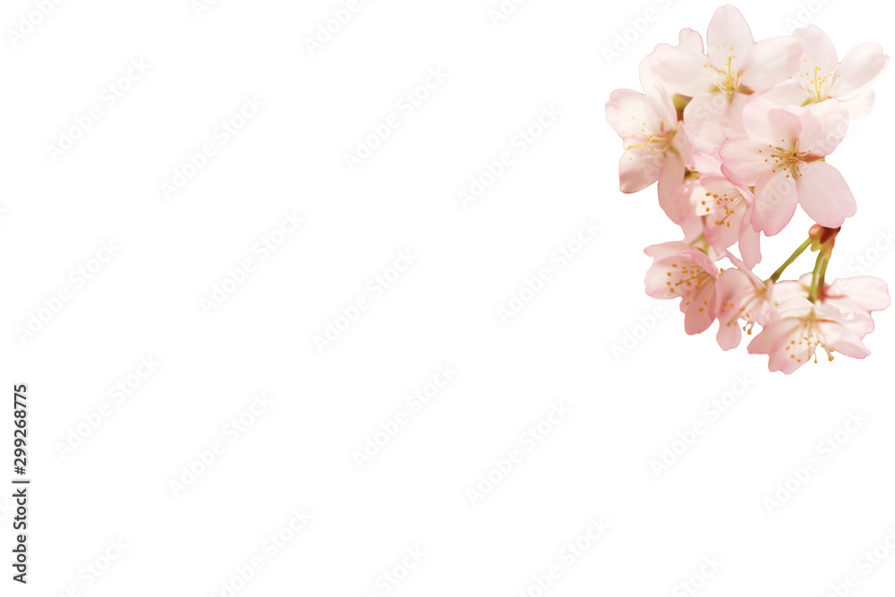 Spring floral background. Sakura flowers isolated on white background.