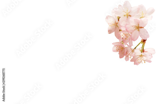 Spring floral background. Sakura flowers isolated on white background.