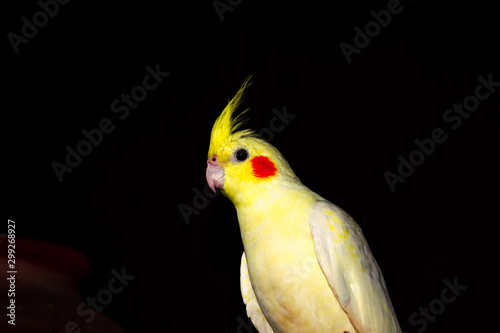 yellowish beautiful parrot is sitting on the top of a tree in dark night 