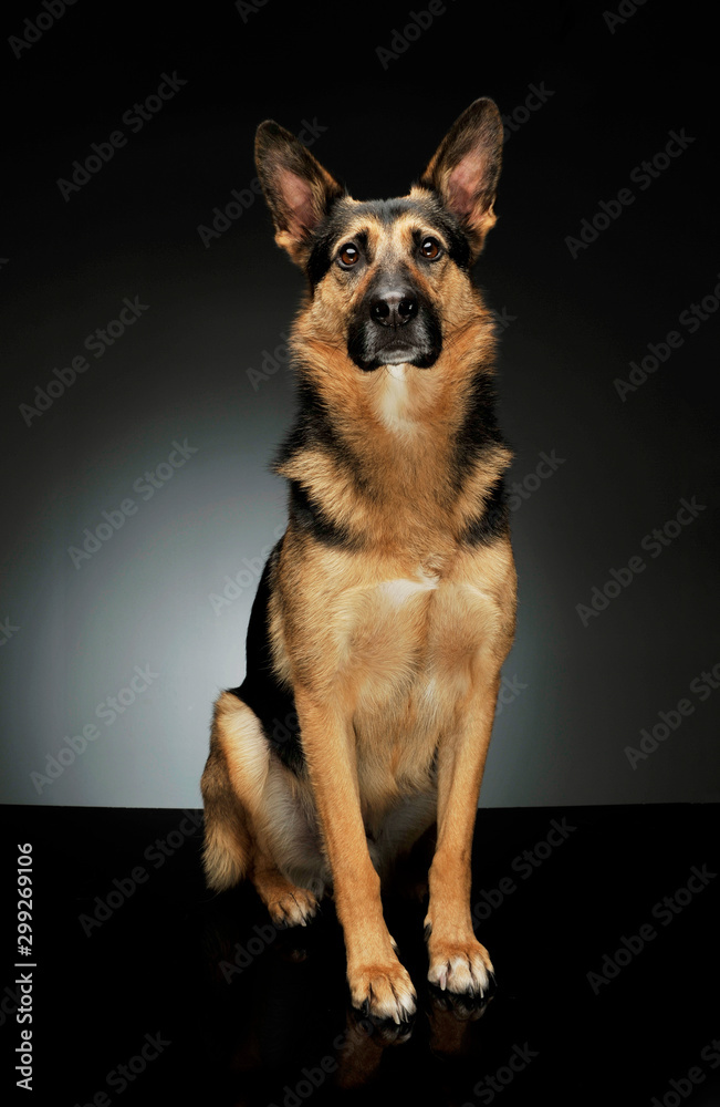 Studio shot of an adorable German shepherd