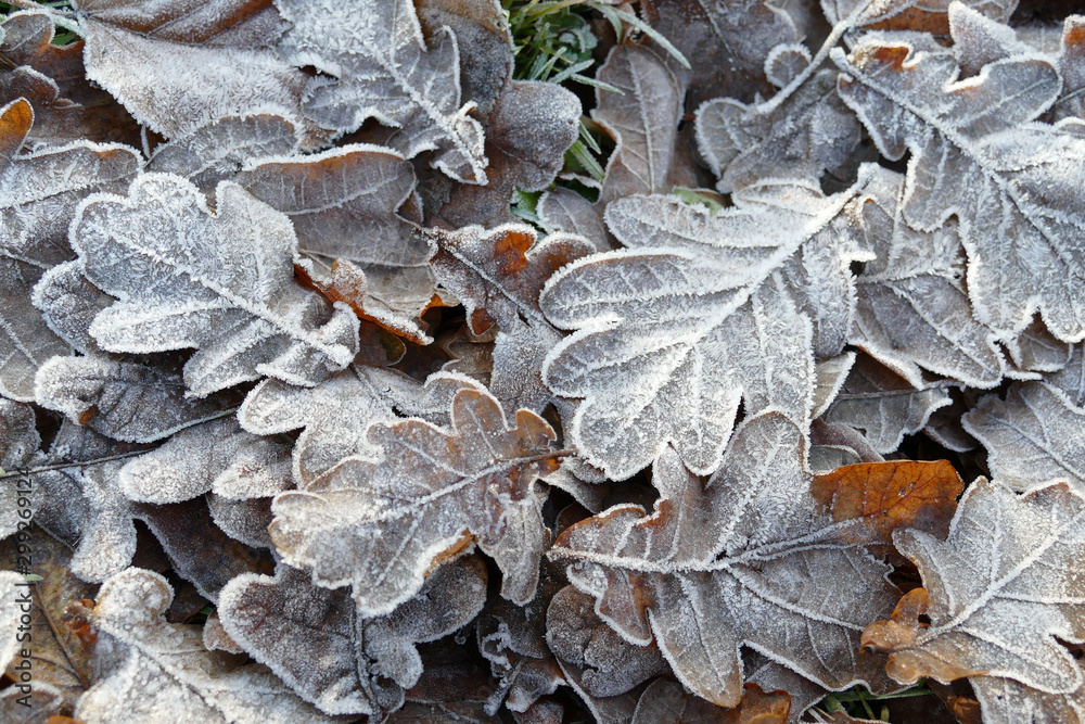 Frost covered leaves of trees on the ground in the snowy winter day. Frost covered leaves of trees on the ground in the snowy winter day.