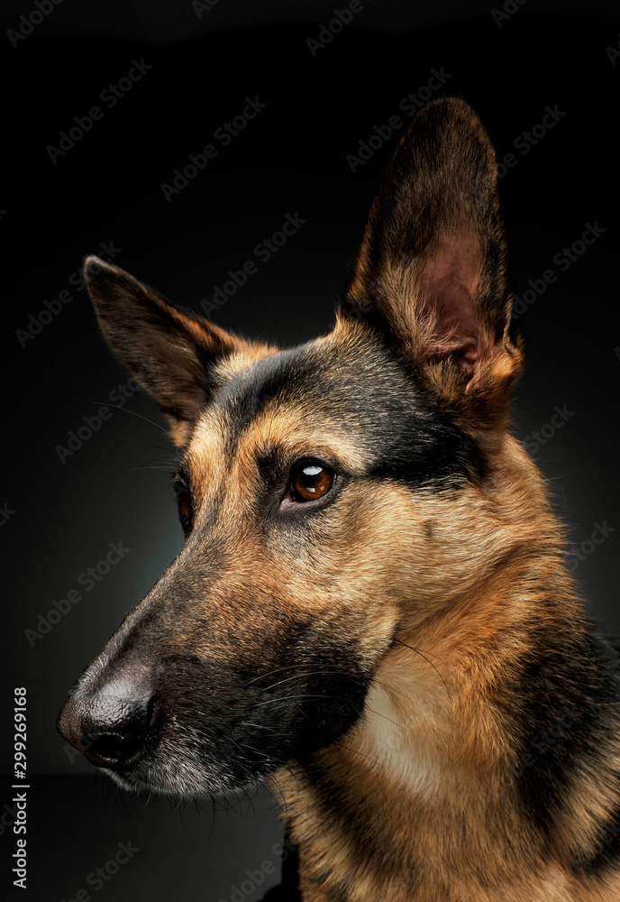 Fototapeta premium Portrait of an adorable German shepherd