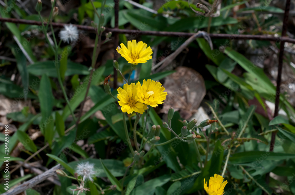 Obraz premium オオジシバリ