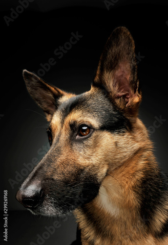 Portrait of an adorable German shepherd