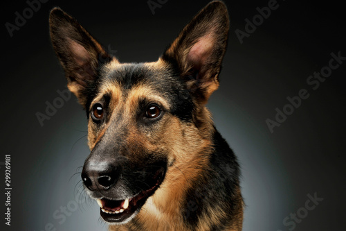 Portrait of an adorable German shepherd © kisscsanad