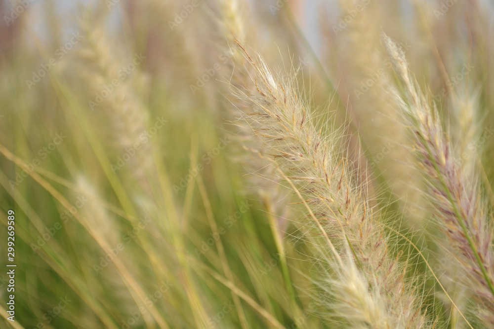 ears of wheat