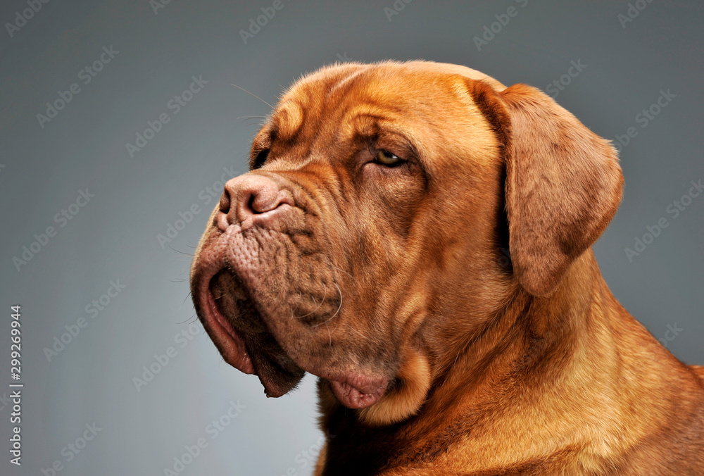 Portrait of an adorable Cane corso italiano