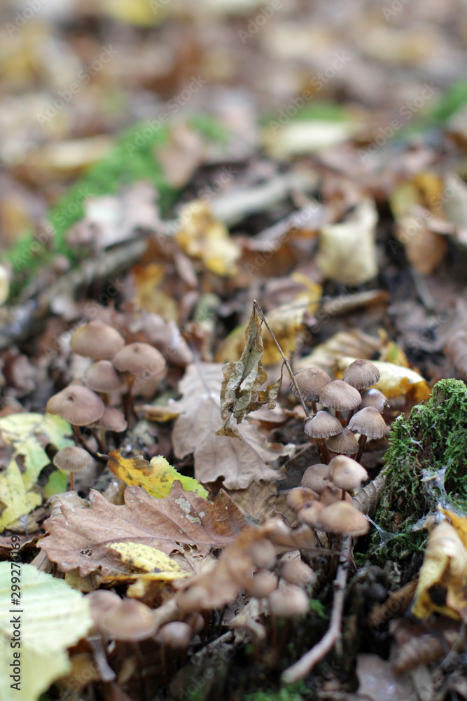 Panaeolus foenisecii mushrooms with autumn leaves and moss for soil Panaeolus foenisecii mushrooms with autumn leaves and moss for soil