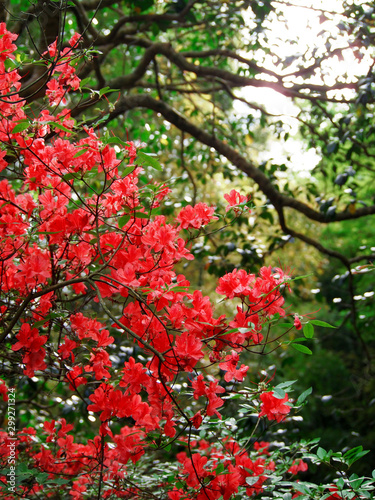 Red mountain azalea flowers in full bloom