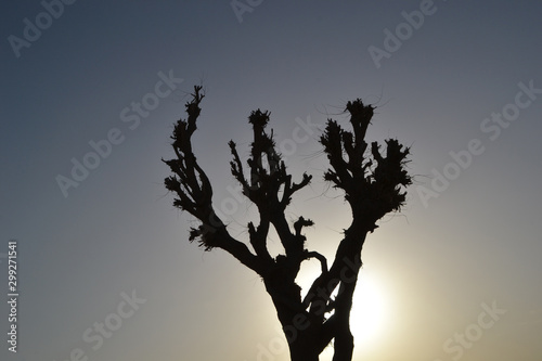 silhouette of a tree © Adinarayana